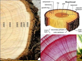 วงป๋ (Annual ring)
 