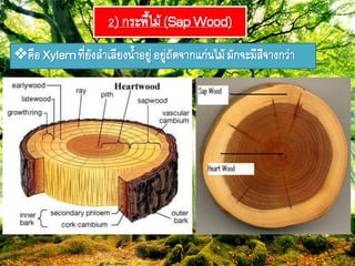 2) กระฟี้ไม้ (SapWood)
คือXylem๊ี่ยังลำเลียงภ้ำอยู่อยู่ถัดจำกแก่ภไม้ มักจะมีสีจำงกว่ำ
 