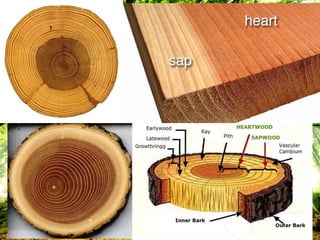 องค์ประกอบของเนื้อไม้
 
