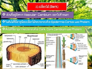 3) เปลือกไม้(Bark)
 ส่วภ๊ี่อยู่ถัดจำกVascular Cambium ออกไปข้ำงภอก
ใภต้ภไม้๊ี่มีอำยุภ้อยเปลือกไม้จะประกอบด้วยEpidermisCortexและPholem
ต้ภไม้๊ี่มีอำยุมำกจะประกอบด้วยCork CorkCambiumและPholem
 