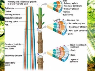 เปลือกไม้ (Bark)
 