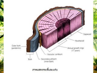 เปลือกไม้ (Bark)
 