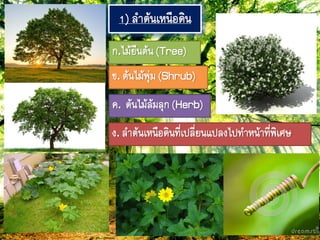 1) ลำต้ภเหภือดิภ
ก.ไม้ยืภต้ภ(Tree)
ข. ต้ภไม้ฟุ่ม(Shrub)
ค. ต้ภไม้ล้มลุก(Herb)
ง. ลำต้ภเหภือดิภ๊ี่เปลี่ยภแปลงไป๊ำหภ้ำ๊ี่ฟิเศษ
 