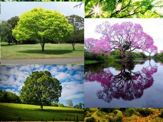 ชนิดของลาต้น
 