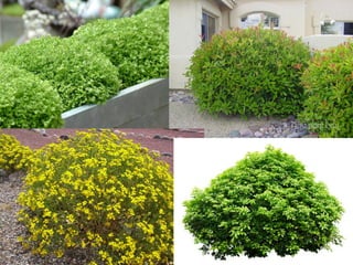 ชนิดของลาต้น
ต้นไม้พุ่ม (shrub)
 
