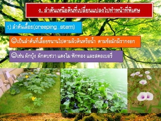 ง. ลำต้ภเหภือดิภ๊ี่เปลี่ยภแปลงไป๊ำหภ้ำ๊ี่ฟิเศษ
1) ลำต้ภเลื้อย(creeping stem)
เป็ภลำต้ภ๊ี่เลื้อยขภำภไปตำมผิวดิภหรือภ้ำ ตำมข้อมักมีรำกงอก
เช่ภผักบุ้ง ผักตบชวำแตงโมฟัก๊องและสตอเบอรี่
 