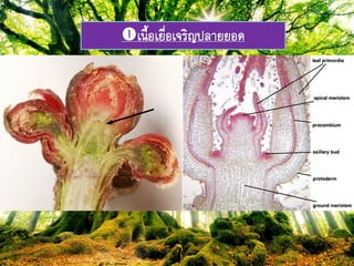 เภื้อเยื่อเจริรปลำยยอด
 