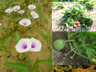 ลาต้นเหนือดินที่เปลี่ยนแปลงไปทาหน้าที่พิเศษ
ครีพพิง สเต็ม (creeping stem)
 