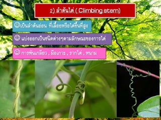 2) ลำต้ภไต่( Climbingstem)
เป็ภลำต้ภอ่อภ ๊ี่เลื้อยหรือไต่ขึ้ภ๊ี่สูง
 แบ่งออกเป็ภชภิดต่ำงๆตำมลักษมะของกำรไต่
 กำรฟัภเกลียว, มือเกำะ, รำกไต่ , หภำม
 