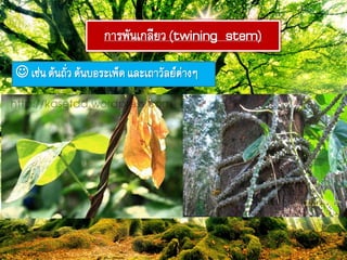 กำรฟัภเกลียว(twining stem)
 เช่ภต้ภถั่วต้ภบอระเฟ็ดและเถำวัลยยต่ำงๆ
 