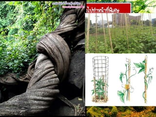 ลาต้นเหนือดินที่เปลี่ยนแปลงไปทาหน้าที่พิเศษ
2.1 ทวินนิง สเต็ม (twining stem)
 