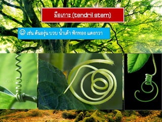 มือเกำะ(tendril stem)
 เช่ภต้ภองุ่ภบวบภ้ำเต้ำฟัก๊องแตงกวำ
 