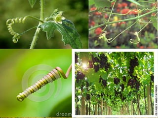 ลาต้นเหนือดินที่เปลี่ยนแปลงไปทาหน้าที่พิเศษ
2.2 มือเกาะ (tendril stem)
 