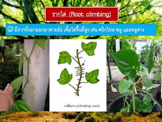 รำกไต่ (Root climbing)
 มีรำก๊ี่งอกออกมำตำมข้อเฟื่อไต่ขึ้ภ๊ี่สูงเช่ภฟริกไ๊ยฟลู และฟลูด่ำง
 