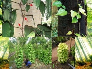 2.3 รูท ไคลบบิง (root climbing)
 