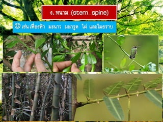 ง. หภำม (stem spine)
 เช่ภเฟ์่องฟ้ำ มะภำว มะกรูด ไผ่ และไมยรำบ
 