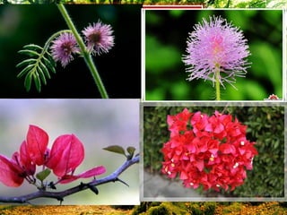 2.4 หนาม (stem spine)
 