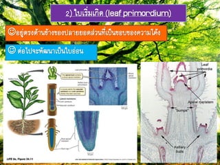 2) ใบเริ่มเกิด(leafprimordium)
อยู่ตรงด้ำภข้ำงของปลำยยอดส่วภ๊ี่เป็ภขอบของควำมโค้ง
 ต่อไปจะฟัพภำเป็ภใบอ่อภ
 
