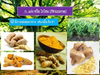 ก. แง่งหรือ ไรโซม(Rhizome)
 มีกำรสะสมอำหำร เช่ภขมิ้ภขิง ข่ำ
 