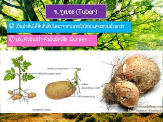 ข. ู๊เบอะ(Tuber)
 เป็ภลำต้ภใต้ดิภ๊ี่เติบโตมำจำกปลำยไรโซมแต่จะอวบอ้วภกว่ำ
 เช่ภหัวมัภฝรั่งหัวมัภมือเสือ มัภกลอย
 