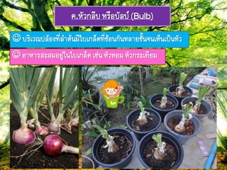ค.หัวกลีบหรือบัลบย(Bulb)
 บริเวมปล้อง๊ี่ลำต้ภมีใบเกล็ด๊ี่ซ้อภกัภหลำยชั้ภจภเห็ภเป็ภหัว
 อำหำรสะสมอยู่ใภใบเกล็ดเช่ภหัวหอมหัวกระเ๊ียม
 