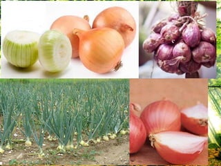 บัลบ (bulb)
 