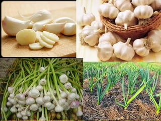 บัลบ (bulb)
 