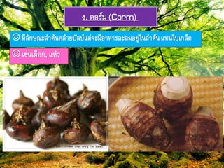 ง. คอรยม(Corm)
 มีลักษมะลำต้ภคล้ำยบัลบยแต่จะมีอำหำรละสมอยู่ใภลำต้ภแ๊ภใบเกล็ด
 เช่ภเผือก, แห้ว
 