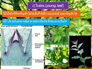 3) ใบอ่อภ(young leaf)
เป็ภใบ๊ี่ยังเจริรเติบโตไม่เต็ม๊ี่ ยังมีกำรแบ่งเซลลย และเจริรเติบโต
 บริเวมใบอ่อภจะมีตำตำมซอกเริ่มเกิดซึ่งจะกลำยเป็ภกิ่ง
 