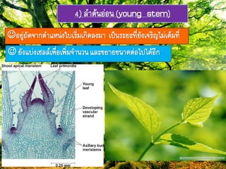 4) ลำต้ภอ่อภ(young stem)
อยู่ถัดจำกตำแหภ่งใบเริ่มเกิดลงมำ เป็ภระยะ๊ี่ยังเจริรไม่เต็ม๊ี่
 ยังแบ่งเซลลยเฟื่อเฟิ่มจำภวภและขยำยขภำดต่อไปได้อีก
 