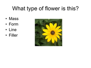 What type of flower is this? Mass Form Line Filler 