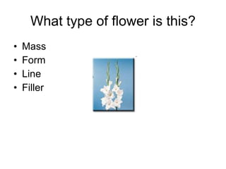 What type of flower is this? Mass Form Line Filler 