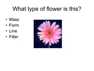What type of flower is this? Mass Form Line Filler 