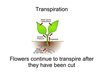 Transpiration Flowers continue to transpire after they have been cut 