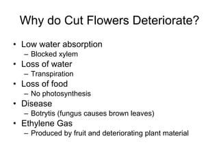 Why do Cut Flowers Deteriorate? Low water absorption Blocked xylem Loss of water Transpiration Loss of food No photosynthesis Disease Botrytis (fungus causes brown leaves) Ethylene Gas Produced by fruit and deteriorating plant material 
