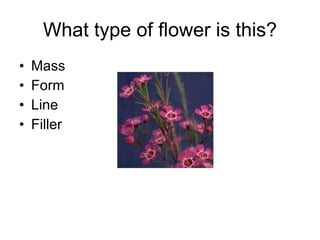 What type of flower is this? Mass Form Line Filler 
