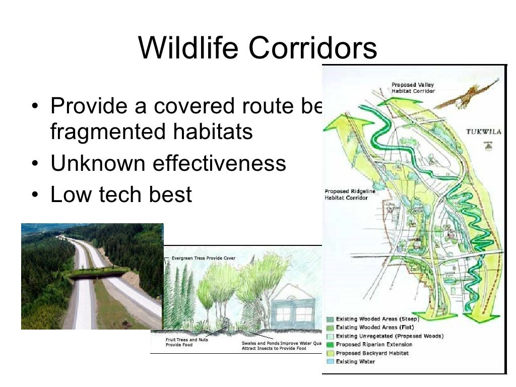 Habitat Fragmentation