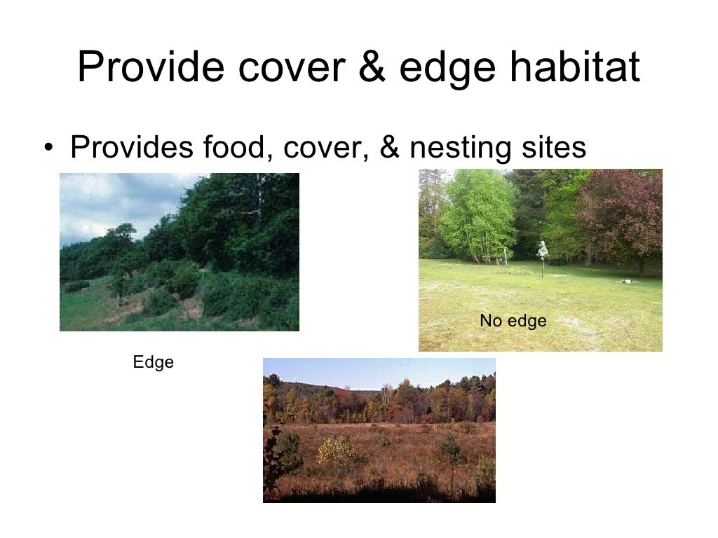 Habitat Fragmentation