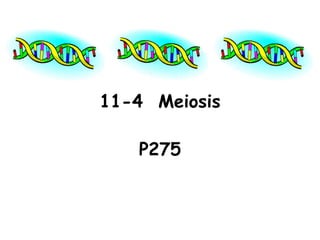 11-4 Meiosis

   P275
 