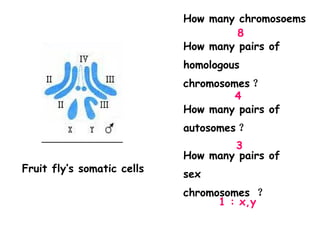 How many chromosoems
                                     8
                            How many pairs of
                            homologous
                            chromosomes ？
                                     4
                            How many pairs of
                            autosomes ？
                                    3
                            How many pairs of
Fruit fly’s somatic cells
                            sex
                            chromosomes ？
                                  1 : x,y
 