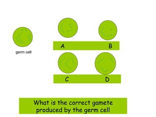 A               B
germ cell




                        C          D


            What is the correct gamete
            produced by the germ cell
 