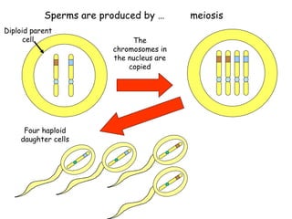 Sperms are produced by …       meiosis
Diploid parent
      cell                   The
                        chromosomes in
                        the nucleus are
                            copied




     Four haploid
    daughter cells
 