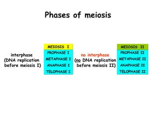 Phases of meiosis


                    MEIOSIS I                       MEIOSIS II
                    PROPHASE I                      PROPHASE II
   interphase                      no interphase
(DNA replication    METAPHASE I (no DNA replication METAPHASE II
before meiosis I)   ANAPHASE I   before meiosis II) ANAPHASE II
                    TELOPHASE I                     TELOPHASE II
 