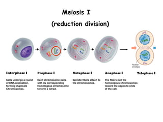 Meiosis I
                                 (reduction division)




Interphase I            Prophase I               Metaphase I                Anaphase I             Telophase I

Cells undergo a round   Each chromosome pairs    Spindle fibers attach to   The fibers pull the
of DNA replication,     with its corresponding   the chromosomes.           homologous chromosomes
forming duplicate       homologous chromosome                               toward the opposite ends
Chromosomes.            to form a tetrad.                                   of the cell.
 