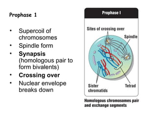 Prophase 1


•   Supercoil of
    chromosomes
•   Spindle form
•   Synapsis
    (homologous pair to
    form bivalents)
•   Crossing over
•   Nuclear envelope
    breaks down
 