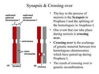 Synapsis & Crossing over
            • The key to the process of
              meiosis is the Synapsis in
              Prophase I and the splitting of
              the homologues in Anaphase I.
            • One event that can take place
              during meiosis is crossing
              over.
            • Crossing over is the exchange
              of genetic material between two
              homologous chromosomes
              which have paired up during
              Prophase I.
            • The result of crossing over is
              genetic recombination.
 