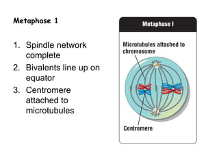 Metaphase 1


1. Spindle network
   complete
2. Bivalents line up on
   equator
3. Centromere
   attached to
   microtubules
 