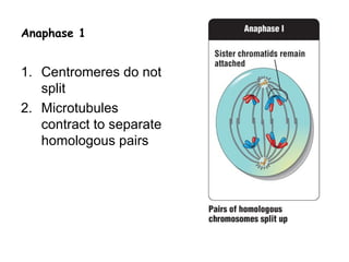 Anaphase 1


1. Centromeres do not
   split
2. Microtubules
   contract to separate
   homologous pairs
 