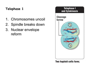Telophase 1


1. Chromosomes uncoil
2. Spindle breaks down
3. Nuclear envelope
   reform
 