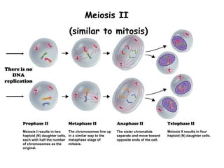 Meiosis II
                                     (similar to mitosis)



There is no
   DNA
replication




       Prophase II                   Metaphase II              Anaphase II                  Telophase II
       Meiosis I results in two      The chromosomes line up   The sister chromatids        Meiosis II results in four
       haploid (N) daughter cells,   in a similar way to the   separate and move toward     haploid (N) daughter cells.
       each with half the number     metaphase stage of        opposite ends of the cell.
       of chromosomes as the         mitosis.
       original.
 
